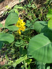 Crotalaria retusa