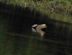 Graptemys pseudogeographica