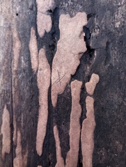 Hypoxylon rubiginosum