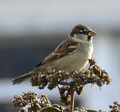 Passer domesticus