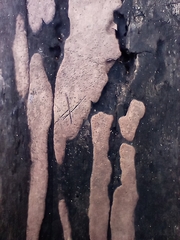 Hypoxylon rubiginosum