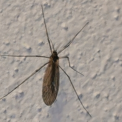 Trichoceridae