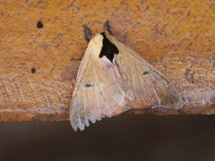 Hylesia nanus