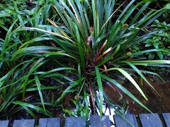 Thurnia sphaerocephala