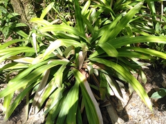 Thurnia sphaerocephala