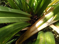 Thurnia sphaerocephala