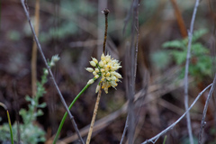 Allium stellerianum