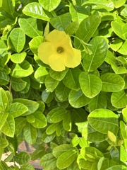 Pentalinon