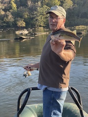 Micropterus henshalli