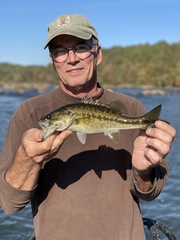 Micropterus henshalli