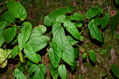 Begonia longifolia