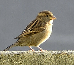 Passer domesticus