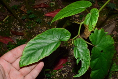Begonia longifolia