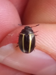 Desmogramma