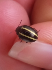 Desmogramma