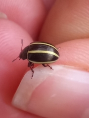 Desmogramma
