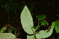 Begonia longifolia
