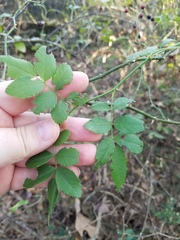 Rosa multiflora