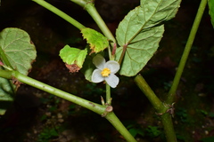 Begonia longifolia
