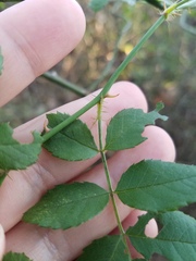 Rosa multiflora