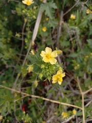 Modiolastrum malvifolium
