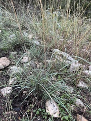 Cynodonteae