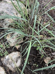 Cynodonteae