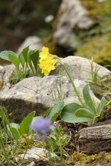 Primula auricula