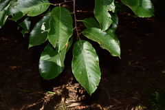 Castanopsis