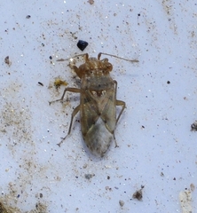 Engistus exsanguis
