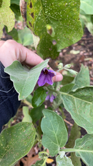 Solanum melongena