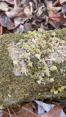 Sphagnum squarrosum