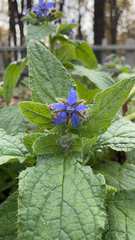 Pentaglottis sempervirens