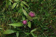 Atractylodes macrocephala