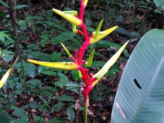 Heliconia richardiana