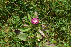 Atractylodes macrocephala