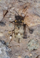 Engistus exsanguis