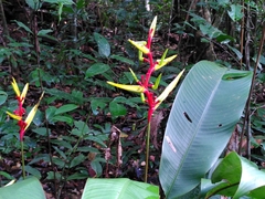Heliconia richardiana