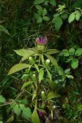 Atractylodes macrocephala