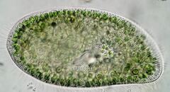 Paramecium bursaria