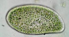 Paramecium bursaria