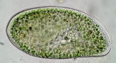 Paramecium bursaria