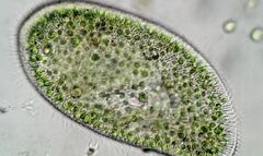 Paramecium bursaria
