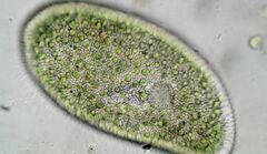 Paramecium bursaria