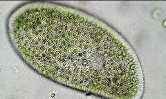 Paramecium bursaria
