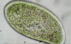 Paramecium bursaria