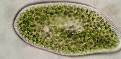 Paramecium bursaria