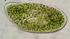 Paramecium bursaria