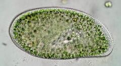 Paramecium bursaria