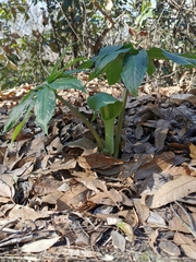Arisaema silvestrii